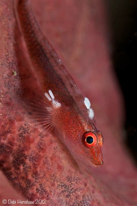 Bunny Parasites Parasitic Copepods Digidiverdeb Flickr