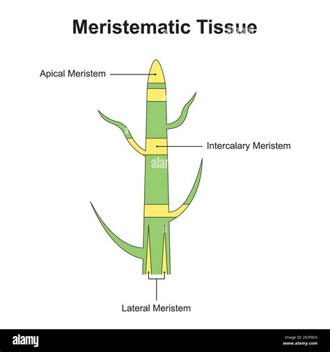 Scientific Designing Of Meristematic Tissue The Tissue Found In Plants