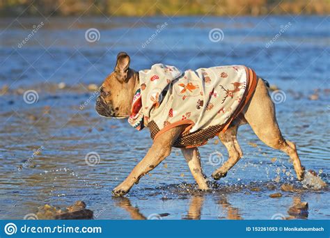 Side View Of Fawn French Bulldog Walking Through River Wearing A Dog