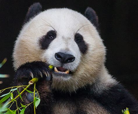 Giant Panda San Diego Zoo Wildlife Explorers