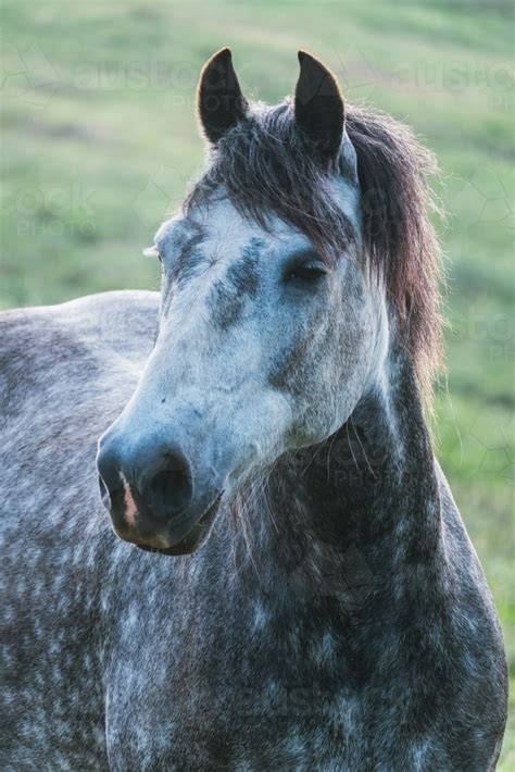 Image Of Dappled Grey Horse Looks Sideways Austockphoto