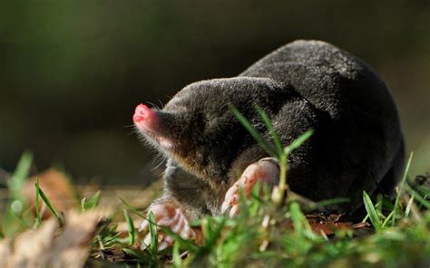 Mole Animal Wallpapers Wallpaper Cave