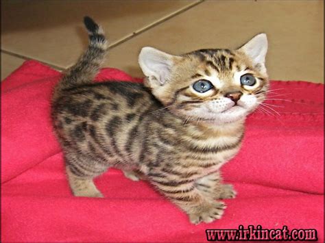 Controversial munchkin cats may be trendy to some people who find them cute, but those short legs actually come from how are munchkin cats made? The Most Overlooked Solution for How Much Do Kittens Cost ...