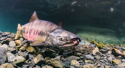 Chum Salmon Alaska Fishing Alaska Outdoors Supersite