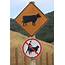 Hilarious Road Signs 25 Pics  Izismilecom
