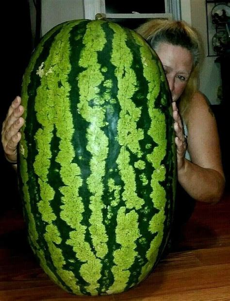 A Magnificent Wonder Of Natures Sweet Delight Is The Giant Watermelon