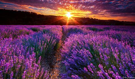 Lavender Field After The Sunset Poetry