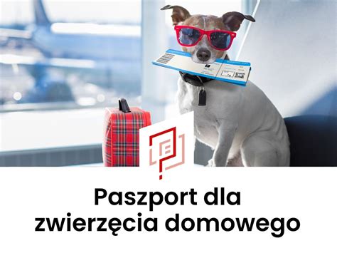 Paszport dla psa kota i innych zwierząt Wasilków 2024 Jak wyrobić
