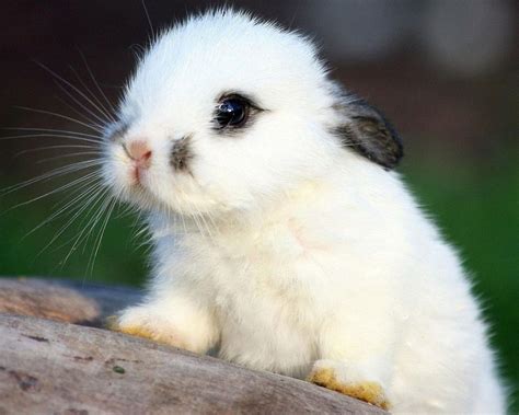 Fluffy White Bunny Cute Animals Cute Baby Bunnies Baby Animals