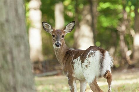 Female Piebald White Tailed Deer Photograph By Erin Cadigan Pixels