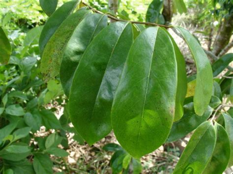 Theory behind how it works. Graviola (soursop tree) for cancer | Bio-Sil South Africa