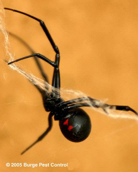 Burge Pest Control Black Widow