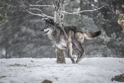 Beautiful Grey Wolves West Yellowstone Wolves Montana Win Flickr