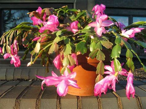 Christmas cactus is a true cactus, although it's an epiphyte (grows in trees) in its native habitat. False Christmas Cactus Care 101 - HorticultureHorticulture