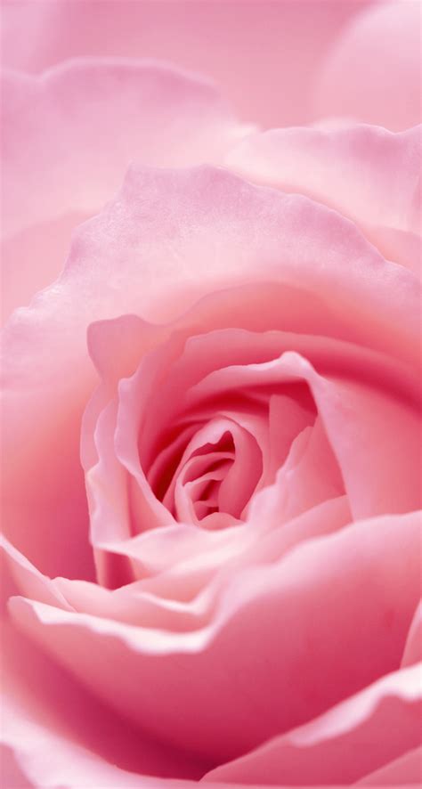 Download Light Pink Iphone Wallpaper Gallery
