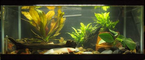 Planted Axolotl Tank Little Lotls