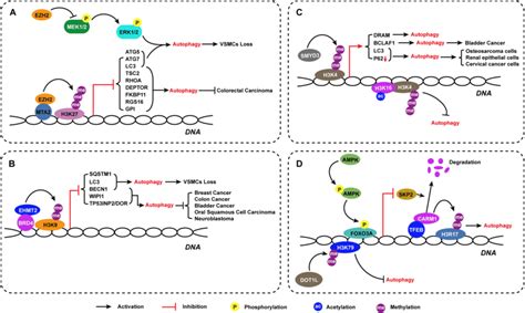 Histone Methylation Enzymes Control Over Autophagy Regulation Multiple