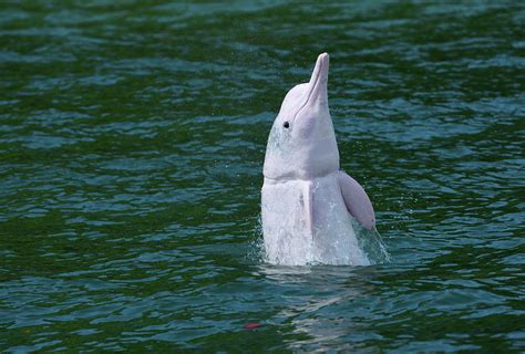 Indo Pacific Humpback Dolphin With Damaged Neck Hong Kong Photograph