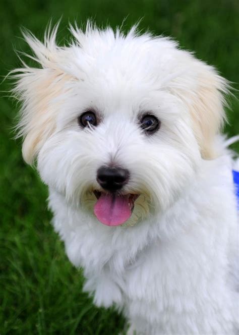 40 Best Coton De Tulear Dogs Images On Pinterest Coton De Tulear