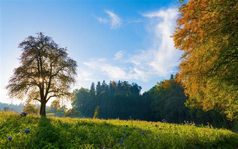 Switzerland Trees Meadow Flowers Autumn Fall Sky Landscape Wallpaper