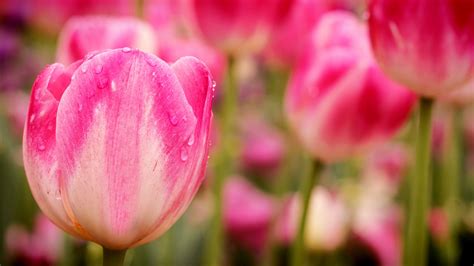 Wallpaper Tulips 5k 4k Wallpaper Flowers Macro Pink Nature 5646