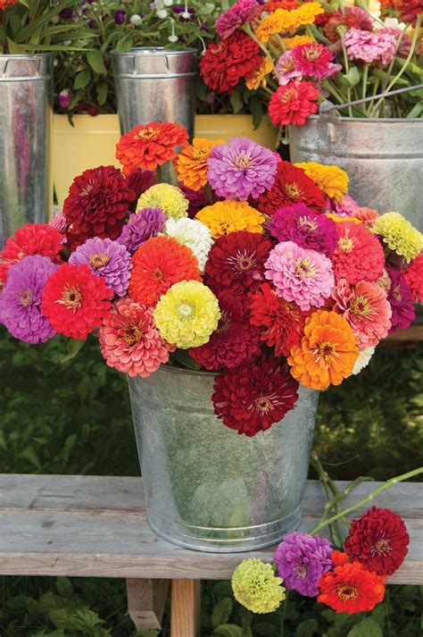 We did not find results for: Benary Giant Mix Zinnia | Banner Greenhouses
