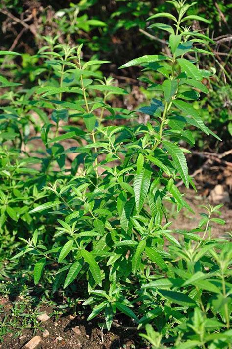Growing Lemon Verbena Plants General Planting And Growing Tips Bonnie