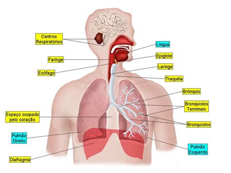 Caractersticas Del Sistema Respiratorio Cuerpo Humano