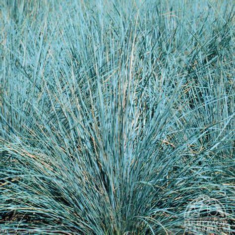 21 Blue Grasses Ideas Ornamental Grasses Plants Perennials