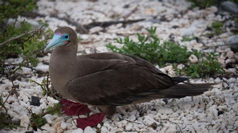 Red Footed Booby New Zealand Birds Online
