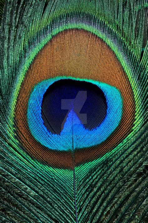 Closeup Of A Beautiful Peacock Feather By Fotonium On Deviantart