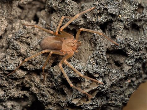 The Venomous Brown Recluse Spider Bite