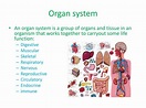 PPT - Aim: what are organ systems and what things affect their ability ...