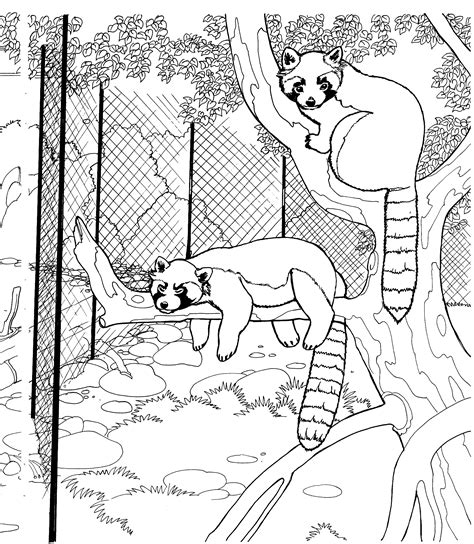 21 Raccoon Coloring Pages Homecolor Homecolor
