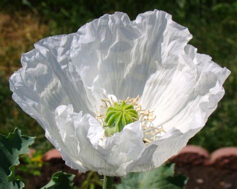 Persian White Poppy 250 Seeds The Seed Basket
