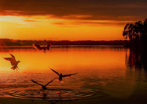 Free photo: Birds at Sunset - Bird, Evening, Lake - Free Download - Jooinn