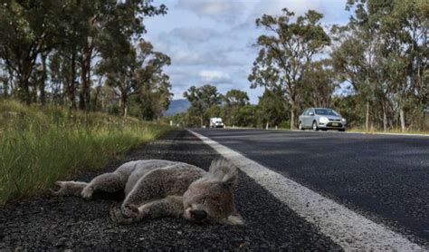 Wildlife Photographer Captures Image Of Koala Killed By A Car Near
