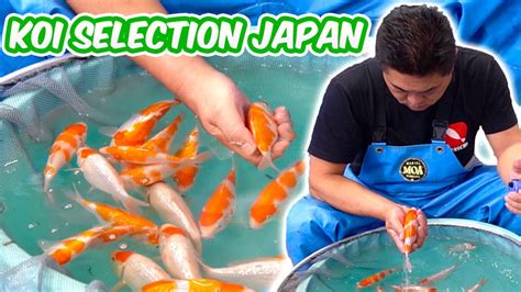 How Baby Koi Fish Are Selected Koi Selection In Japan Breeder Guide