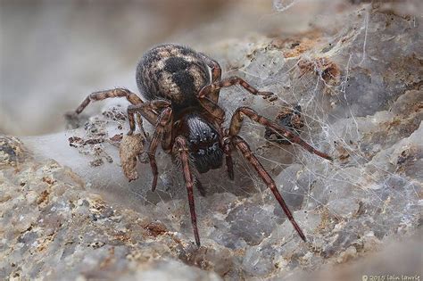 Spider Spider Arachnids Insects