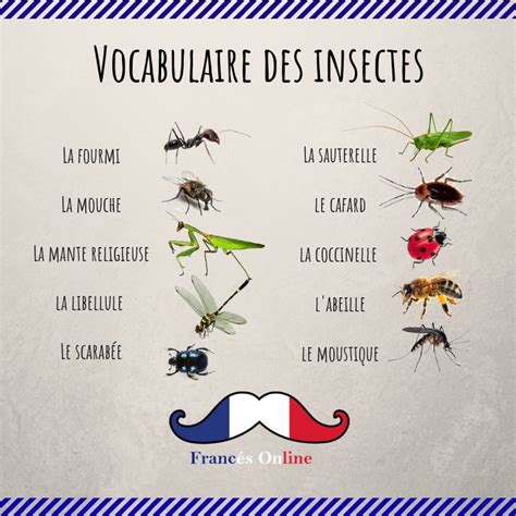 Le Vocabulaire Des Insectes Palavras Em Francês Aula De Francês