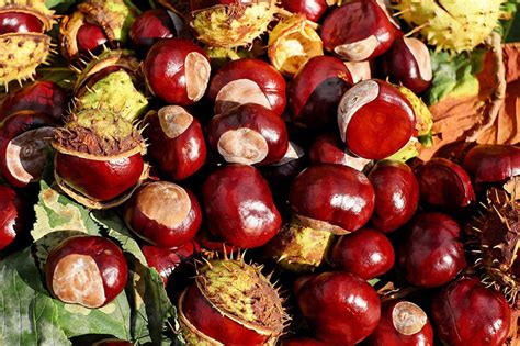 Maybe you would like to learn more about one of these? Gita fuori porta: ai Castelli romani tra castagne e funghi