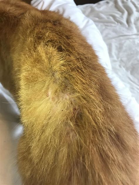 My Cat Has A Skin Rash Red Spots On Its Lower Back Towards Its Tail