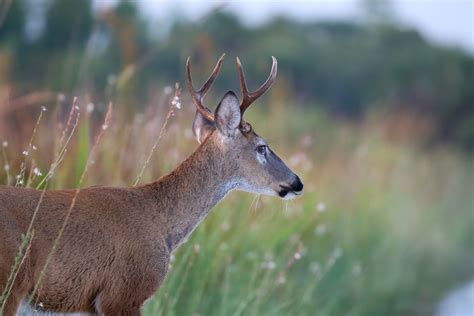 Little Known Facts About Whitetail Deer Oak Creek Whitetail Ranch