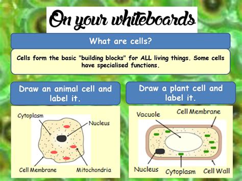 How To Draw An Animal Cell Draw A Diagram Of The Animal Cell And