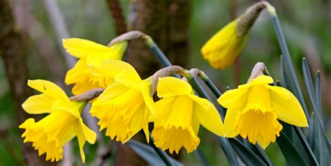 Daffodils Osterglocken Flowers At Spring Free Image Download