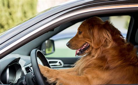 Dog Driving Car Pics Stock Photos Pictures And Royalty Free Images Istock