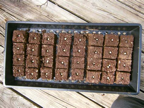 How To Diy Soil Blocks For Vegetable Seedlings And Save Money On