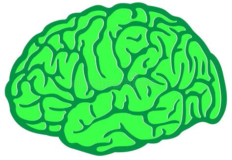 Brain Environment Verde Ilustración Del Vector Ilustración De Corteza