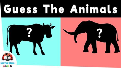 Guess The Animal Quiz 1 Real Footage Can You Guess The Animals