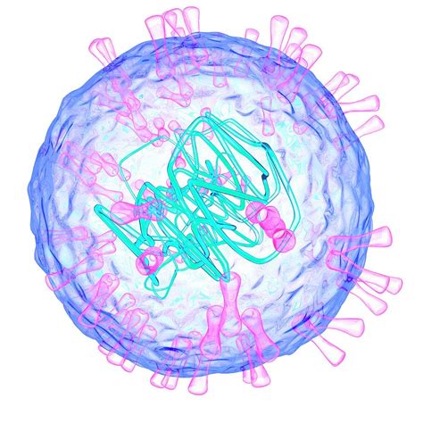 herpes simplex type 2 virus photograph by mehau kulyk fine art america